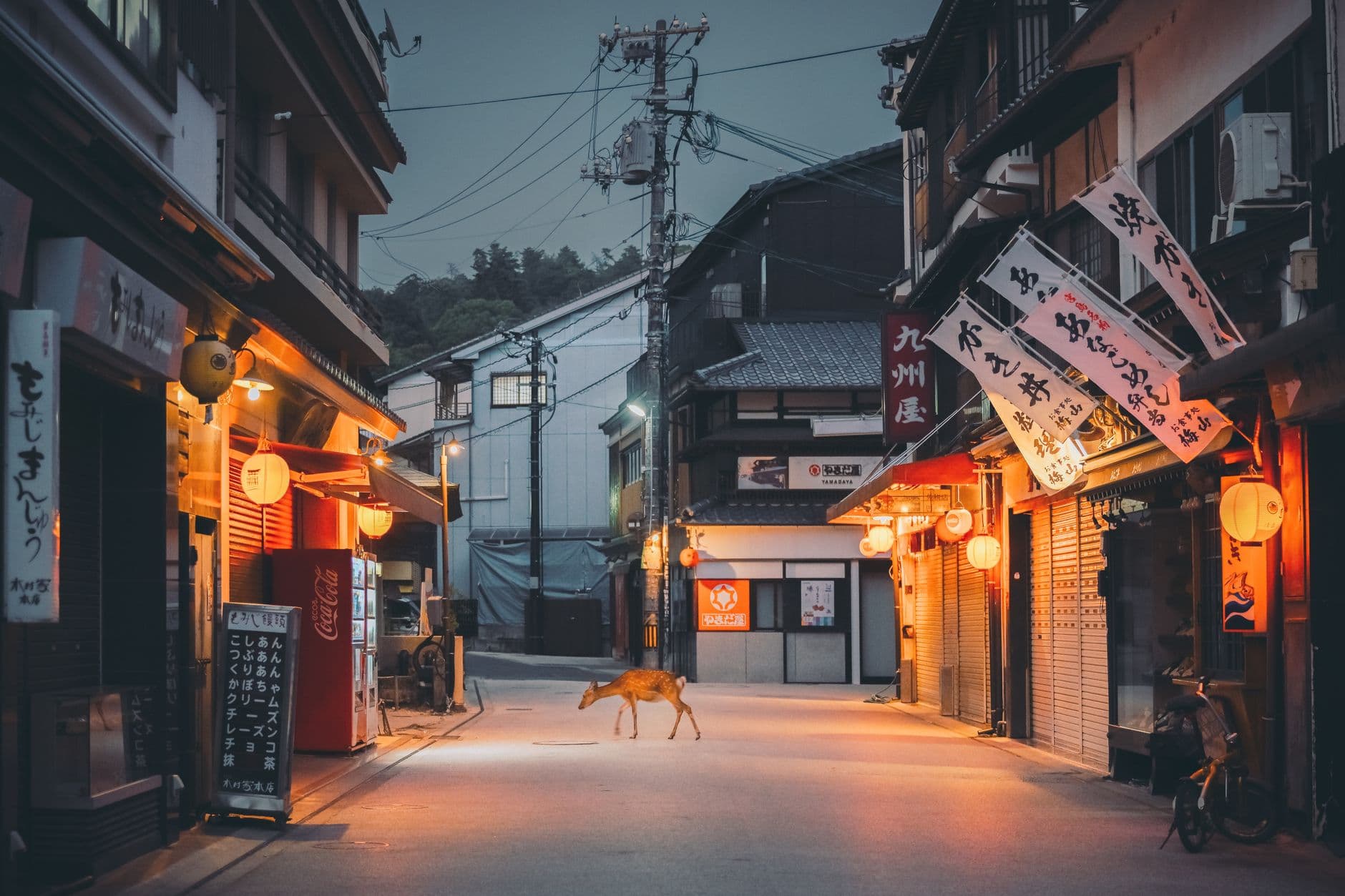 Los ciervos de Miyajima por las calles