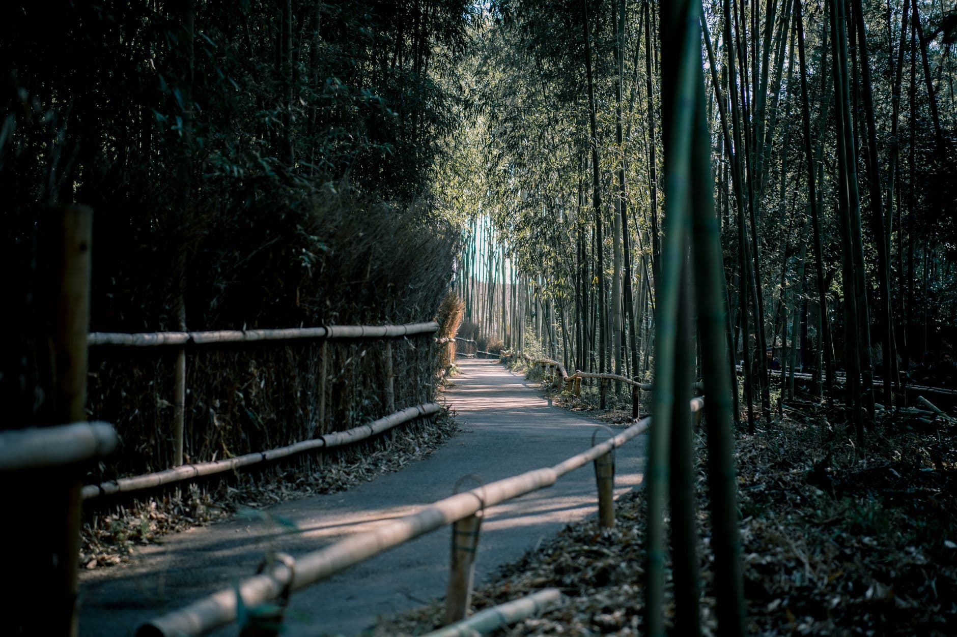 El sendero del bosque de bambú de Arashiyama