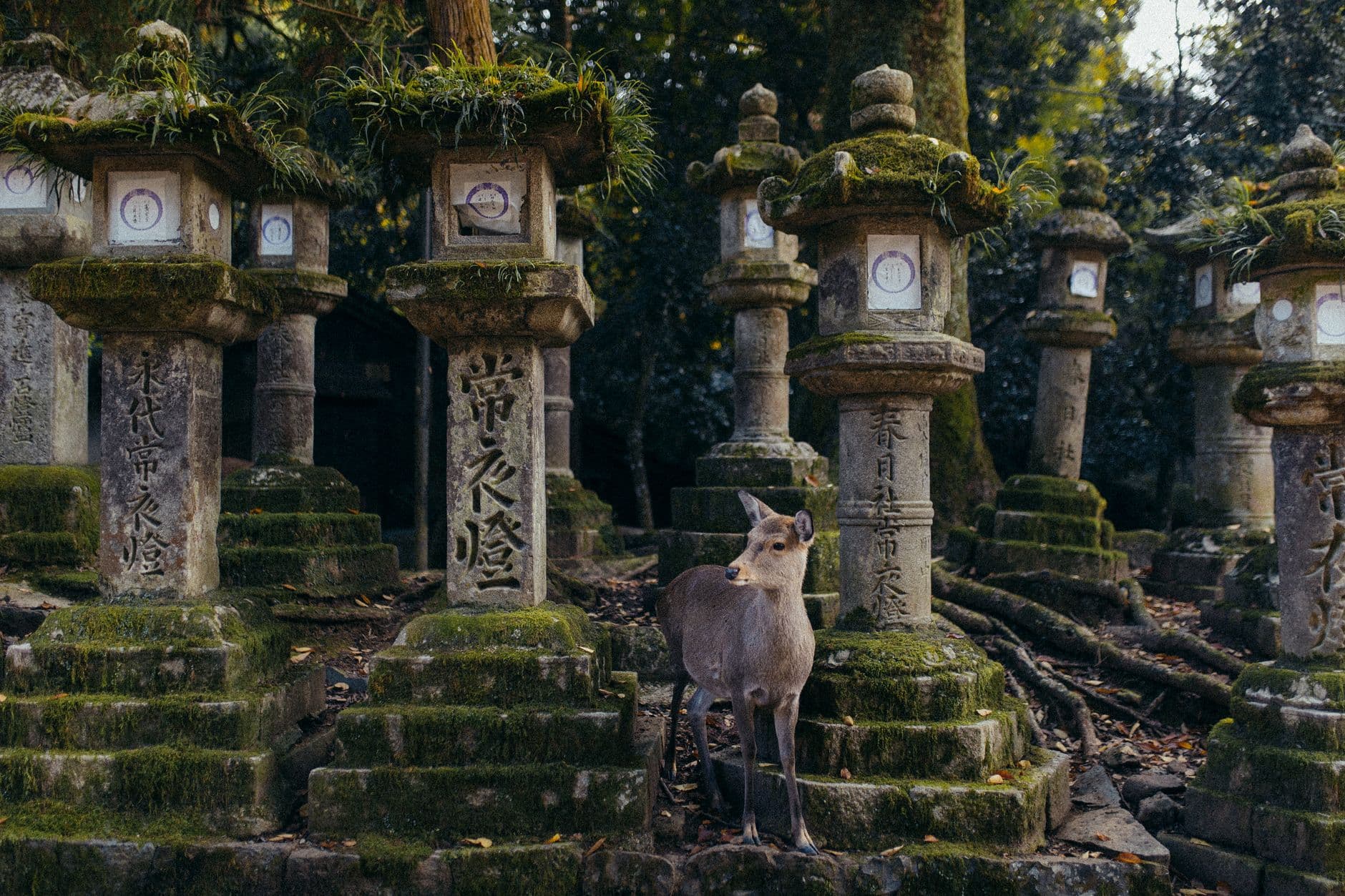 El camino de faroles de piedra de Kasuga Taisha, entre cedros