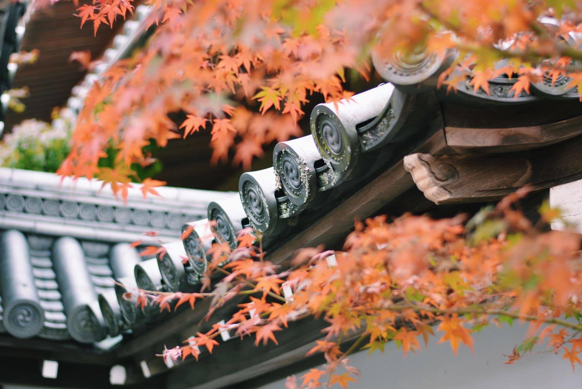 Los arces rojos del otoño japonés
