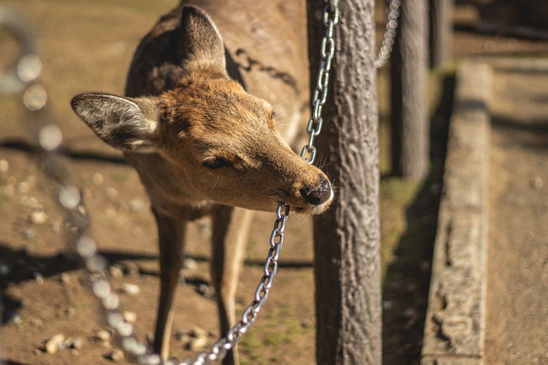 Los ciervos sika del parque de Nara pidiendo galletas